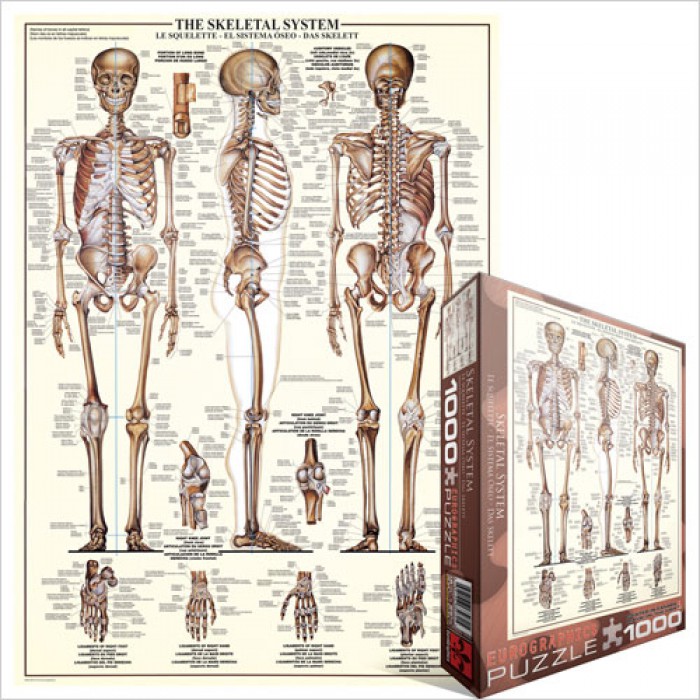 Le Système Squelettique