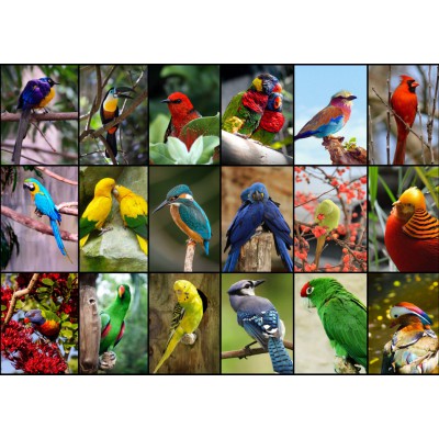 Puzzle Grafika-F-30101 Collage - Oiseaux Colorés