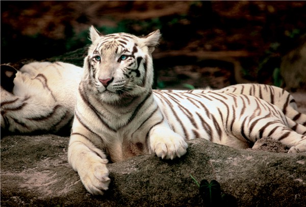 Puzzle Tigre du Bengale Trefl