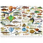 Puzzle   Fish - Poissons