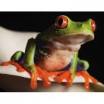 Puzzle   Red-Eyed Tree Frog Mini