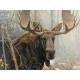 Pièces XXL - Bull Moose