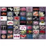 Puzzle  Schmidt-Spiele-58297 Collage Fleurs